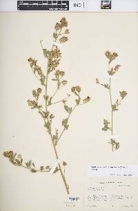 Medicago sativa subsp. sativa image