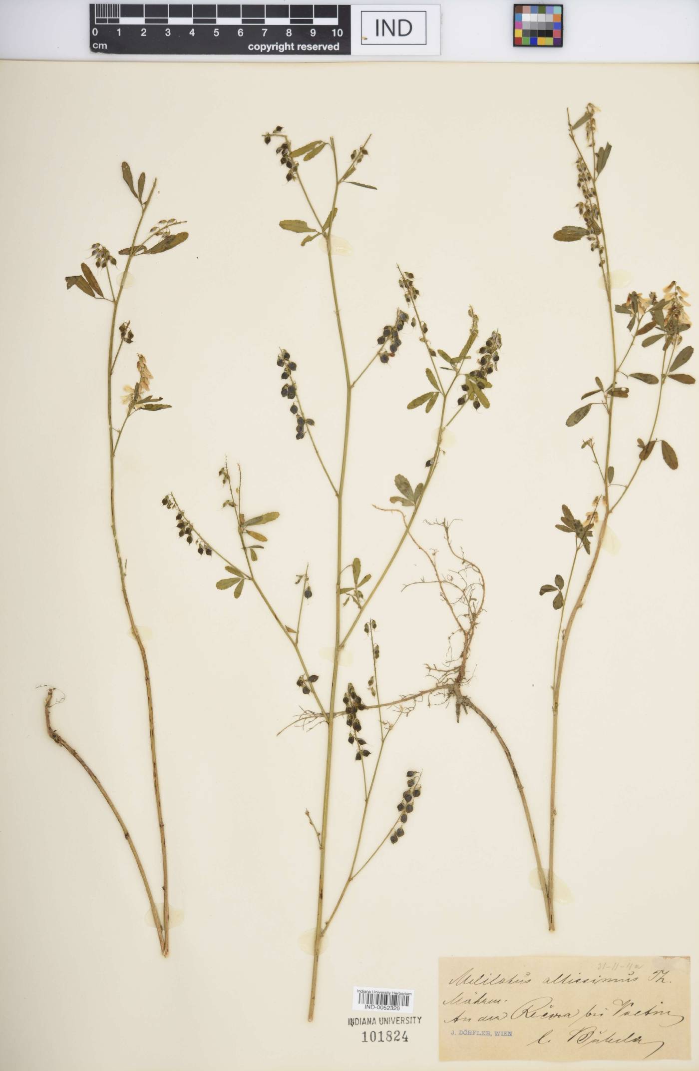Melilotus altissimus image