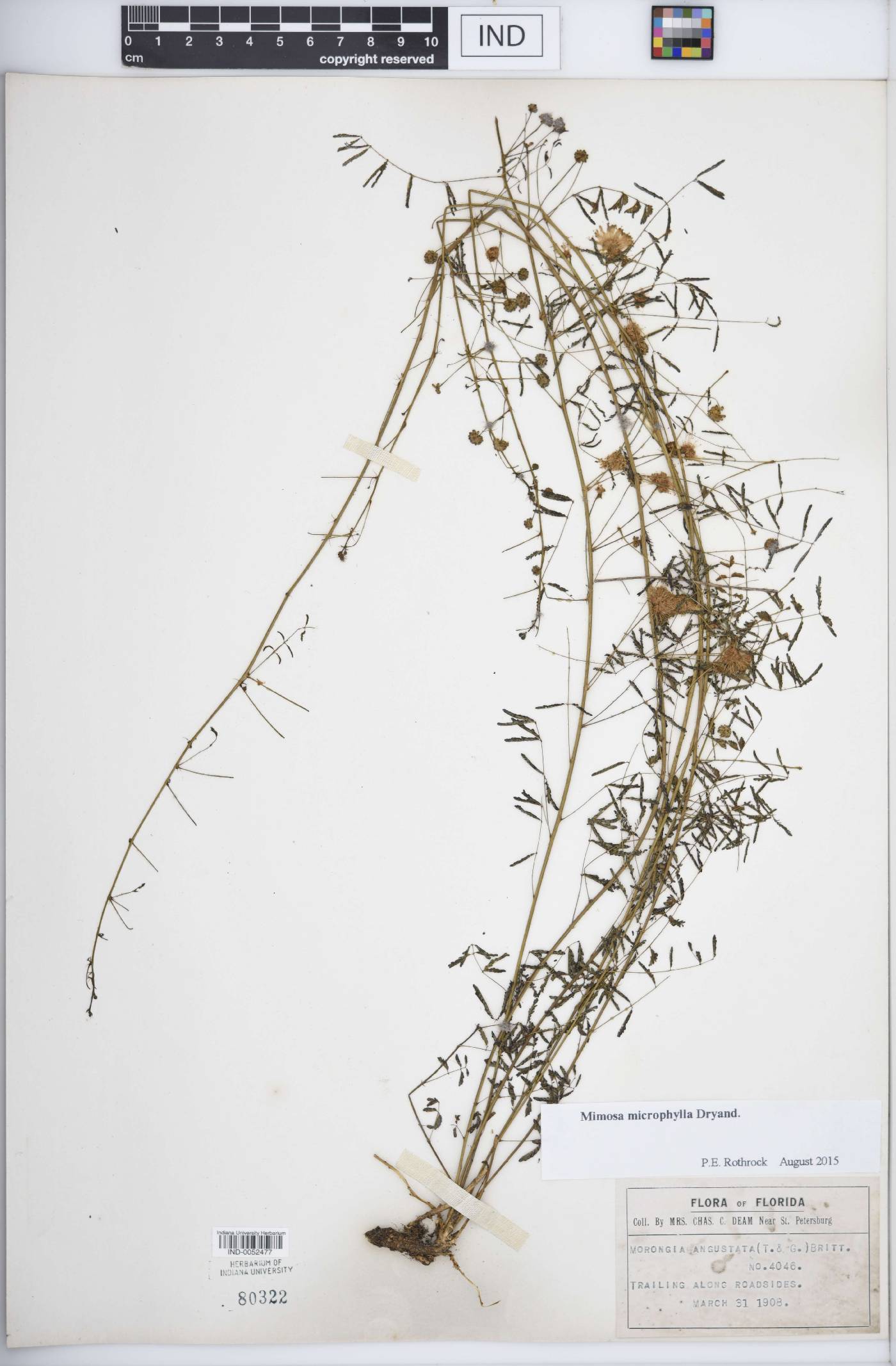 Mimosa microphylla image