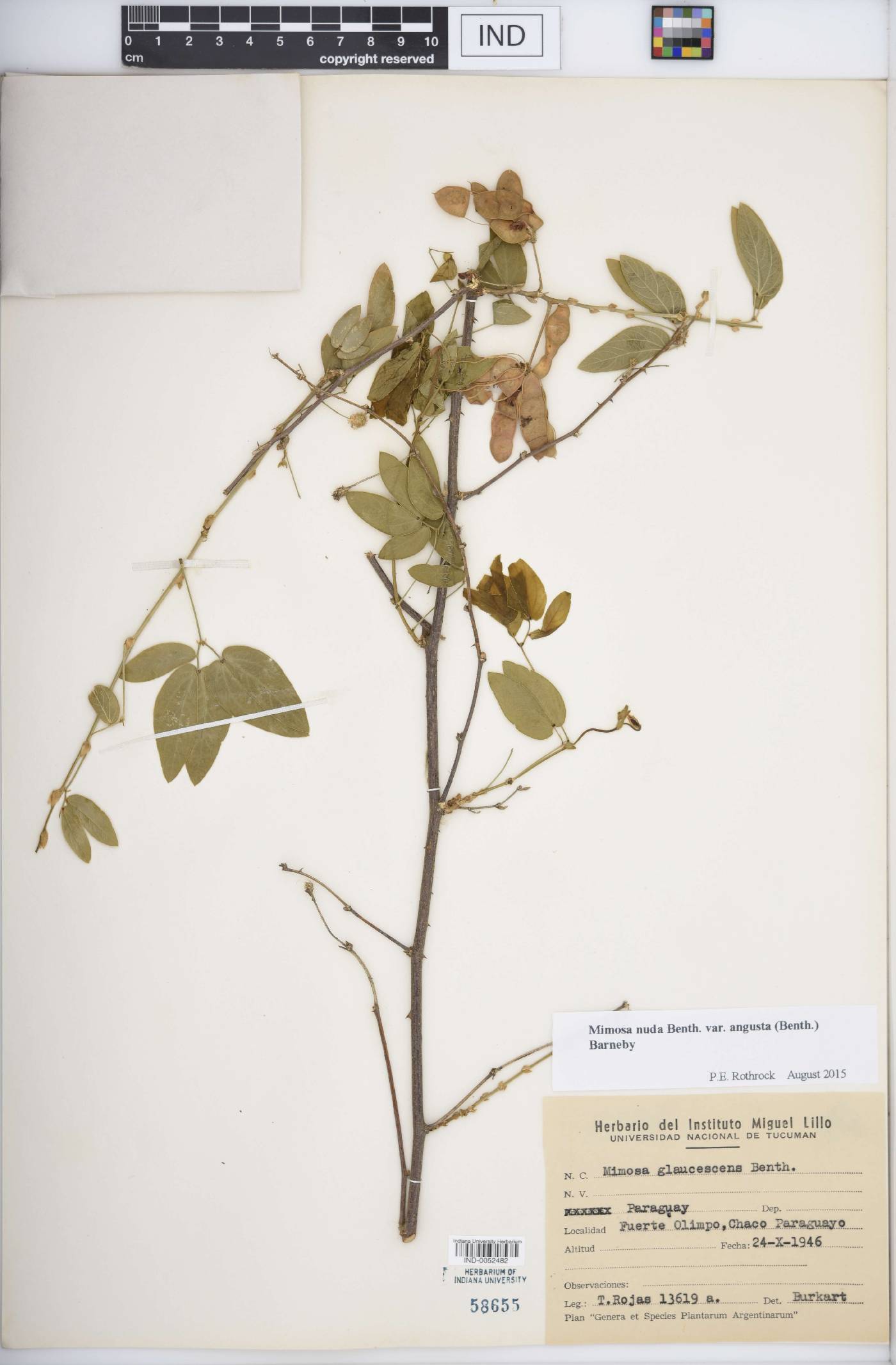 Mimosa nuda var. angusta image