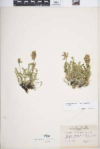 Oxytropis borealis image