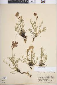 Oxytropis lambertii image