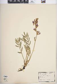 Oxytropis lambertii image