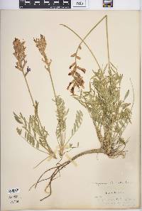 Oxytropis lambertii image