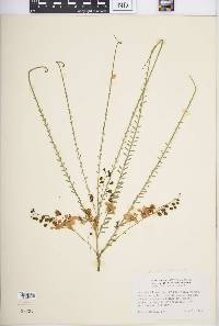 Parkinsonia aculeata image