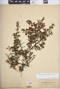 Pickeringia montana image