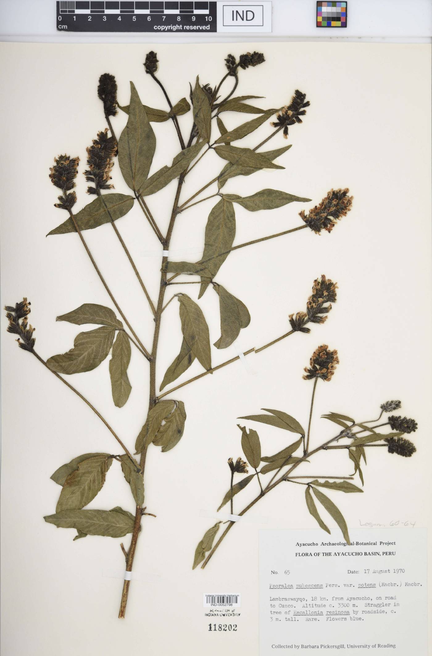 Psoralea pubescens image