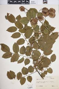 Pterocarpus indicus image