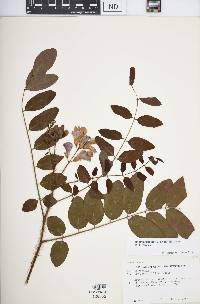 Robinia hispida var. fertilis image