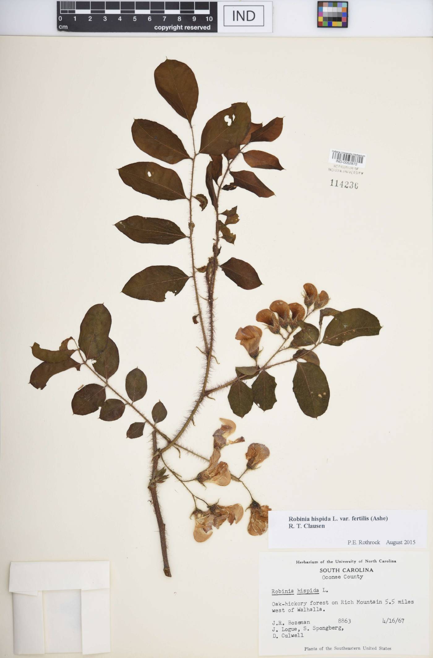 Robinia hispida var. fertilis image