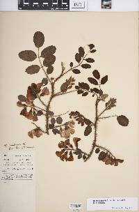 Robinia hispida image