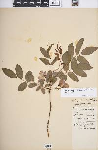 Robinia hispida var. kelseyi image