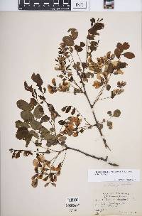 Robinia hispida var. kelseyi image