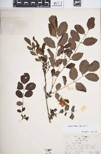 Robinia hispida image