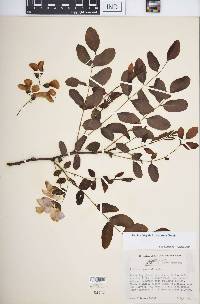 Robinia hispida image