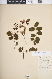 Robinia hispida image