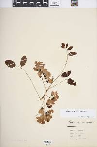 Robinia hispida image