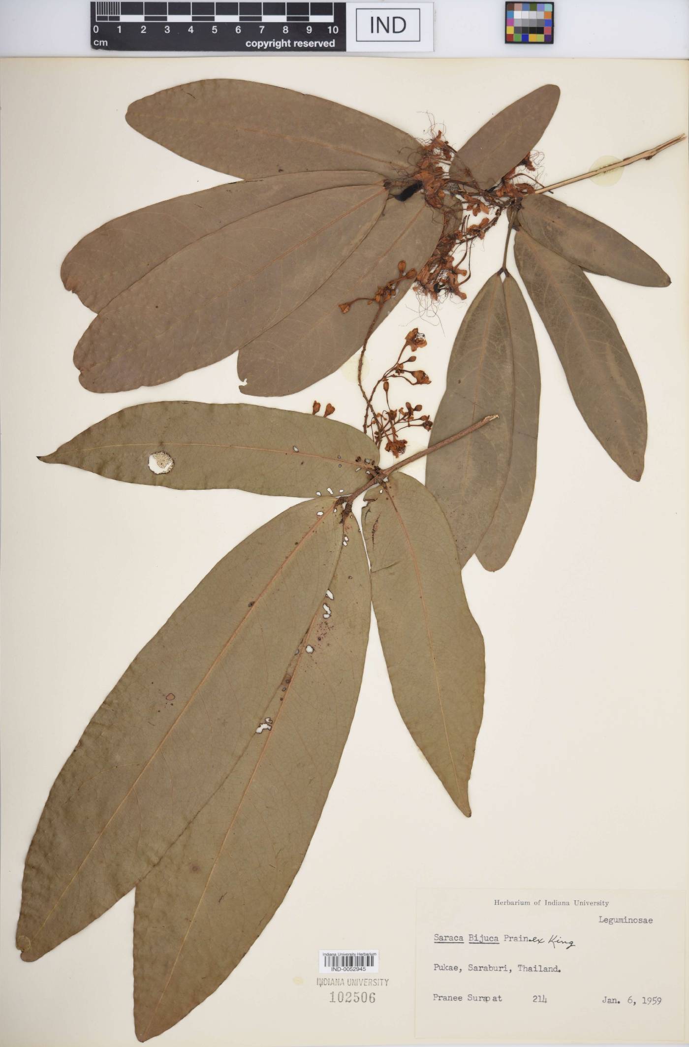Saraca bijuca image