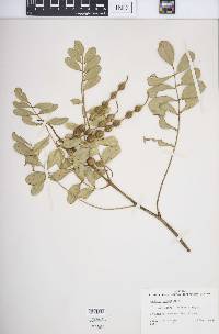 Sophora tomentosa image