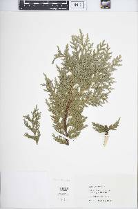 Thuja occidentalis image