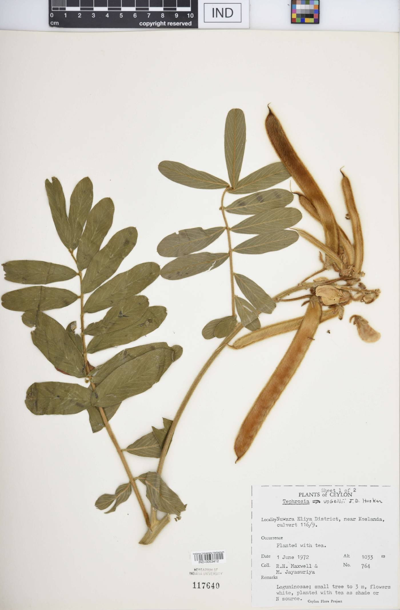 Tephrosia vogelii image