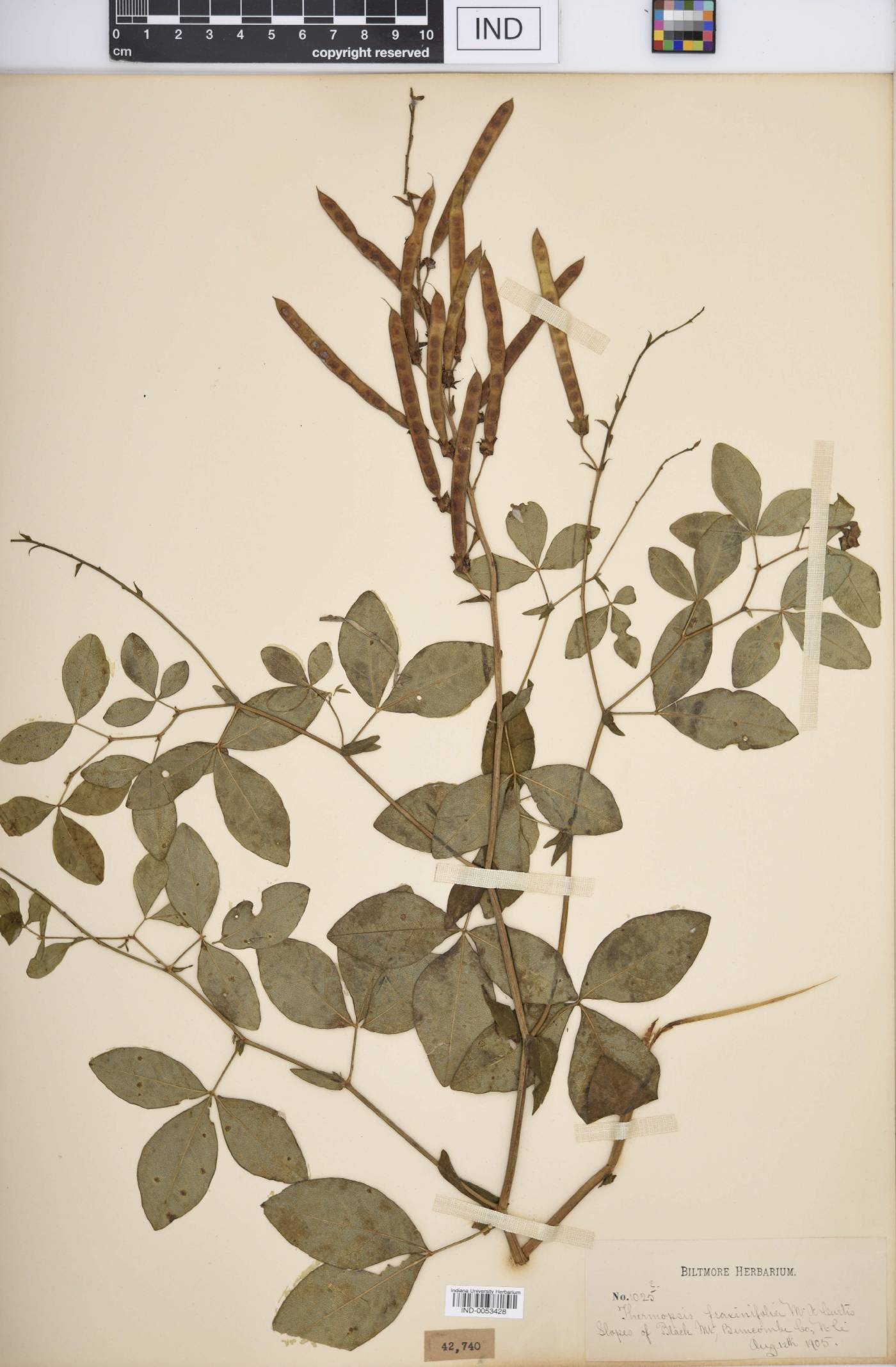 Thermopsis fraxinifolia image