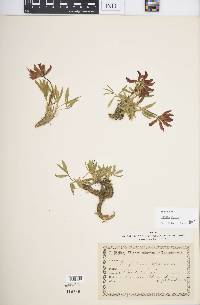 Trifolium alpinum image