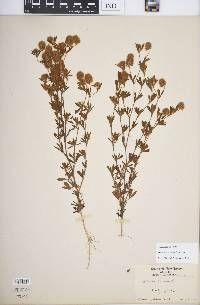 Trifolium arvense image