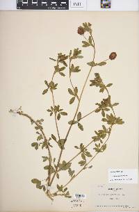 Trifolium aureum image