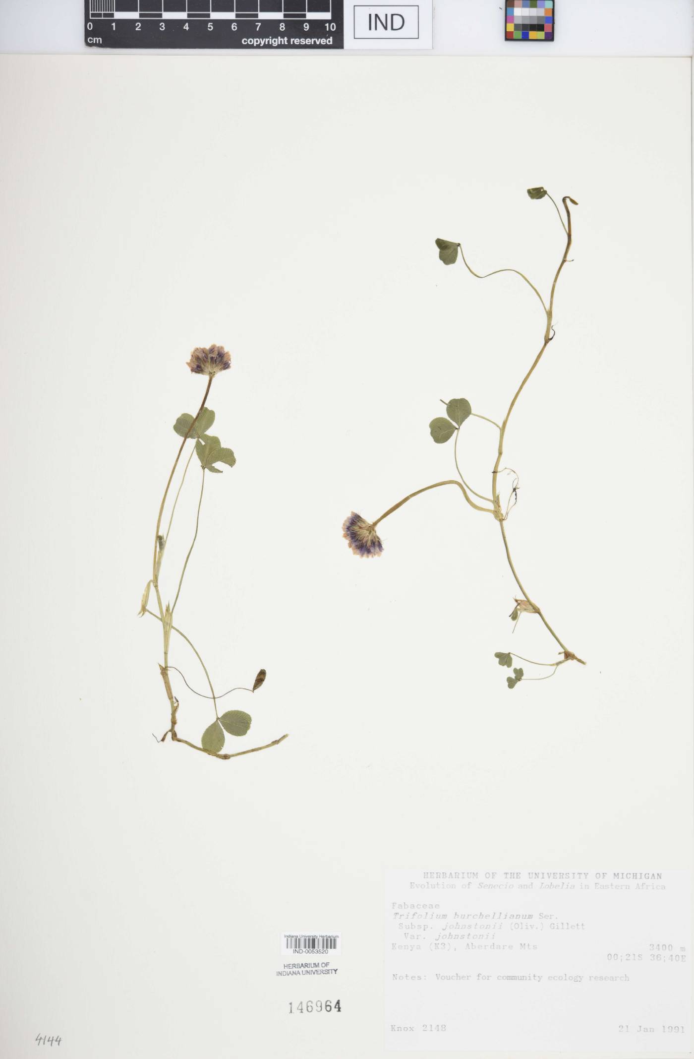 Trifolium burchellianum subsp. johnstonii image
