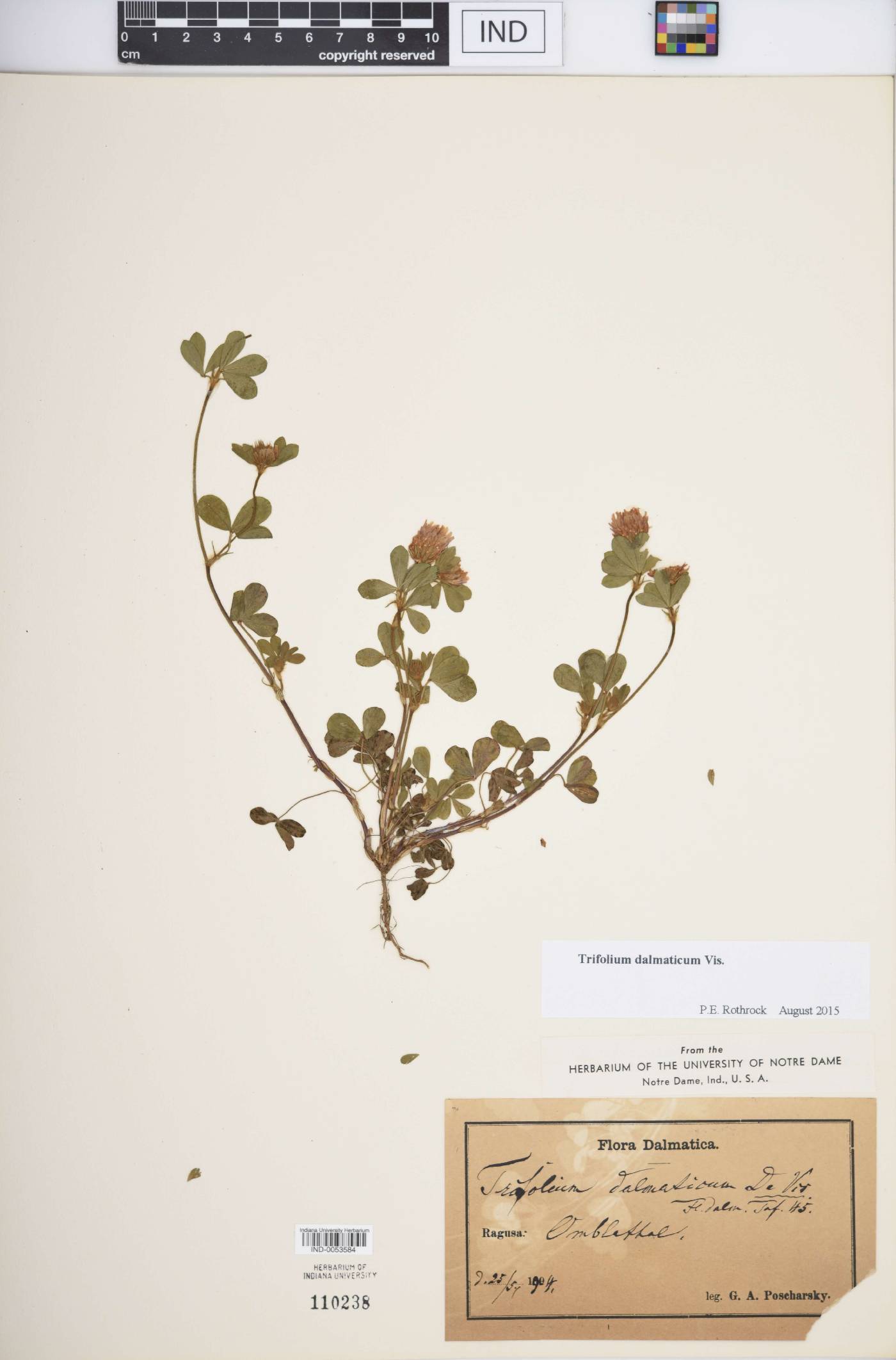 Trifolium dalmaticum image