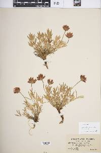 Trifolium dasyphyllum subsp. dasyphyllum image