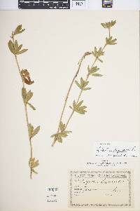 Trifolium lupinaster image