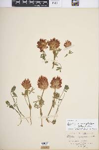 Trifolium macrocephalum image