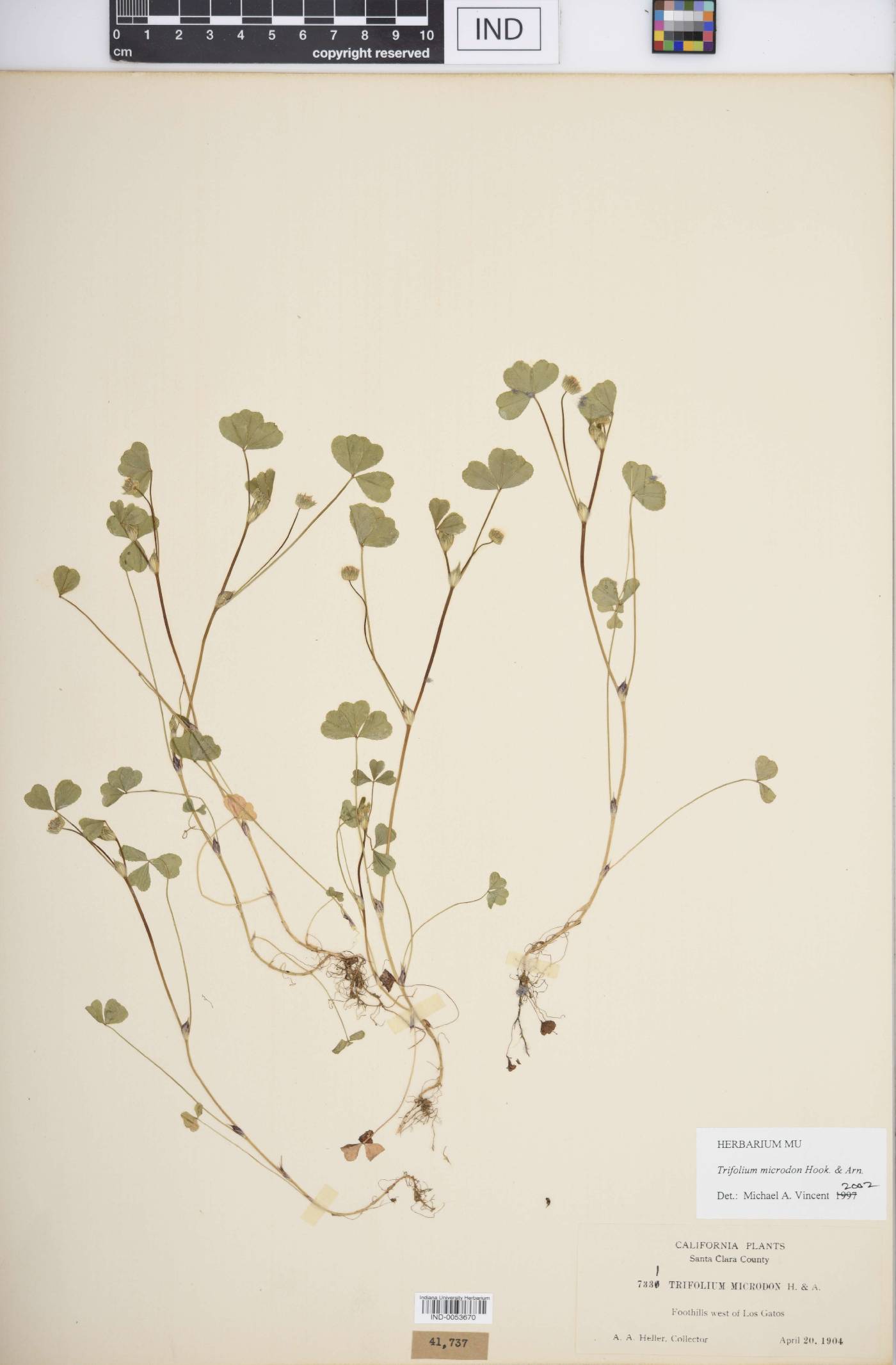 Trifolium microdon image
