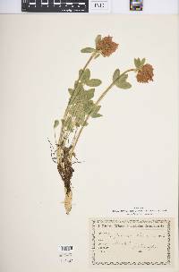 Trifolium noricum image