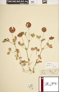 Trifolium reflexum image