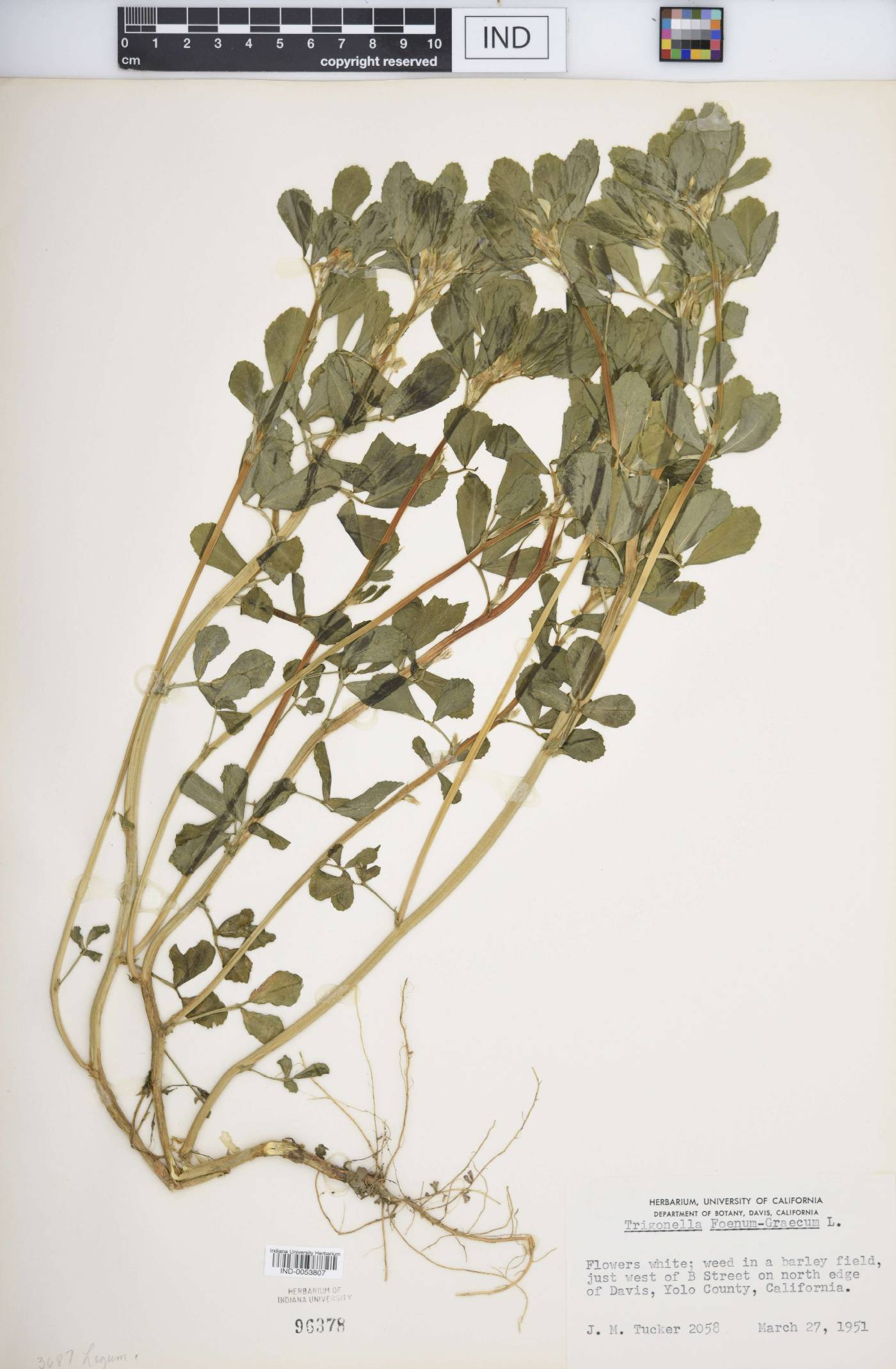 Trigonella foenum-graecum image