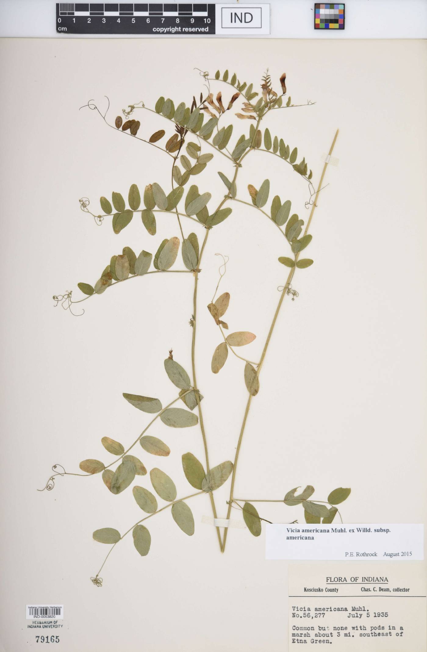 Vicia americana subsp. americana image
