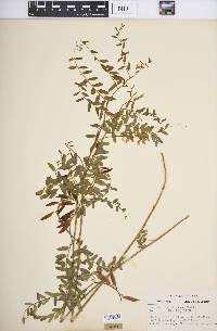 Vicia caroliniana image