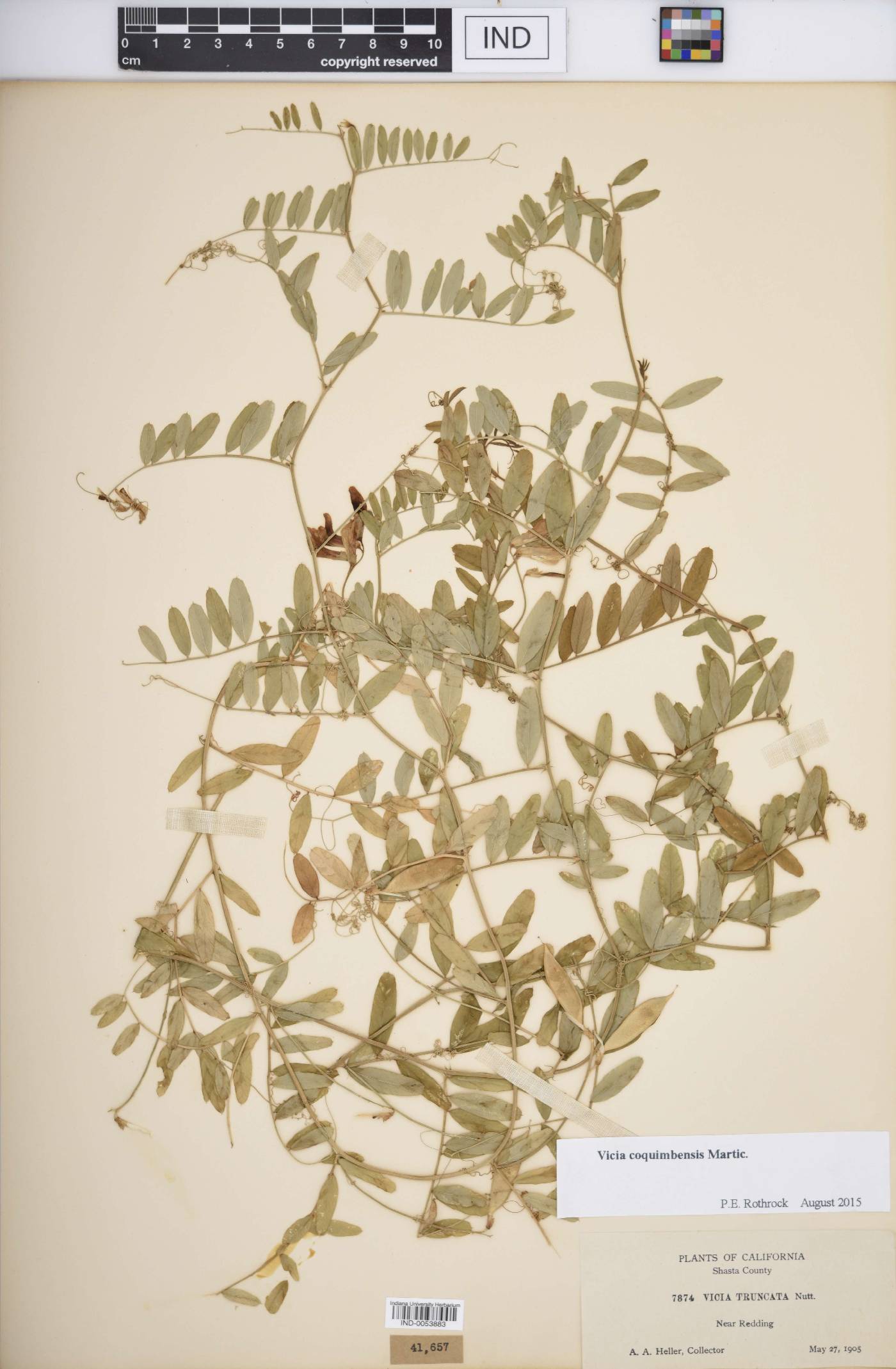 Vicia coquimbensis image