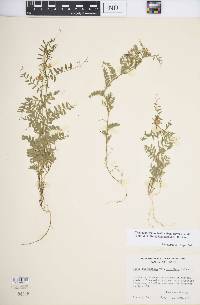 Vicia ludoviciana subsp. leavenworthii image