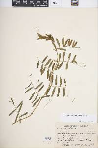 Vicia sativa subsp. nigra image