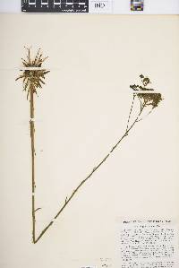 Polygala cymosa image