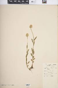 Polygala lutea image