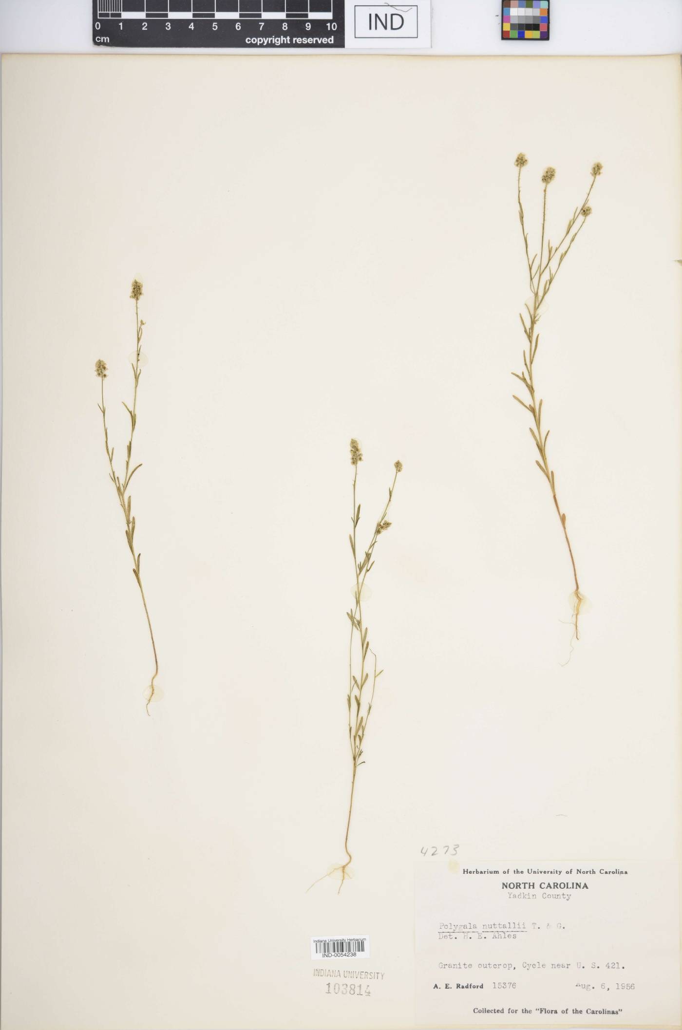 Polygala nuttallii image
