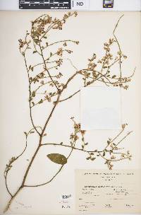 Securidaca sylvestris image