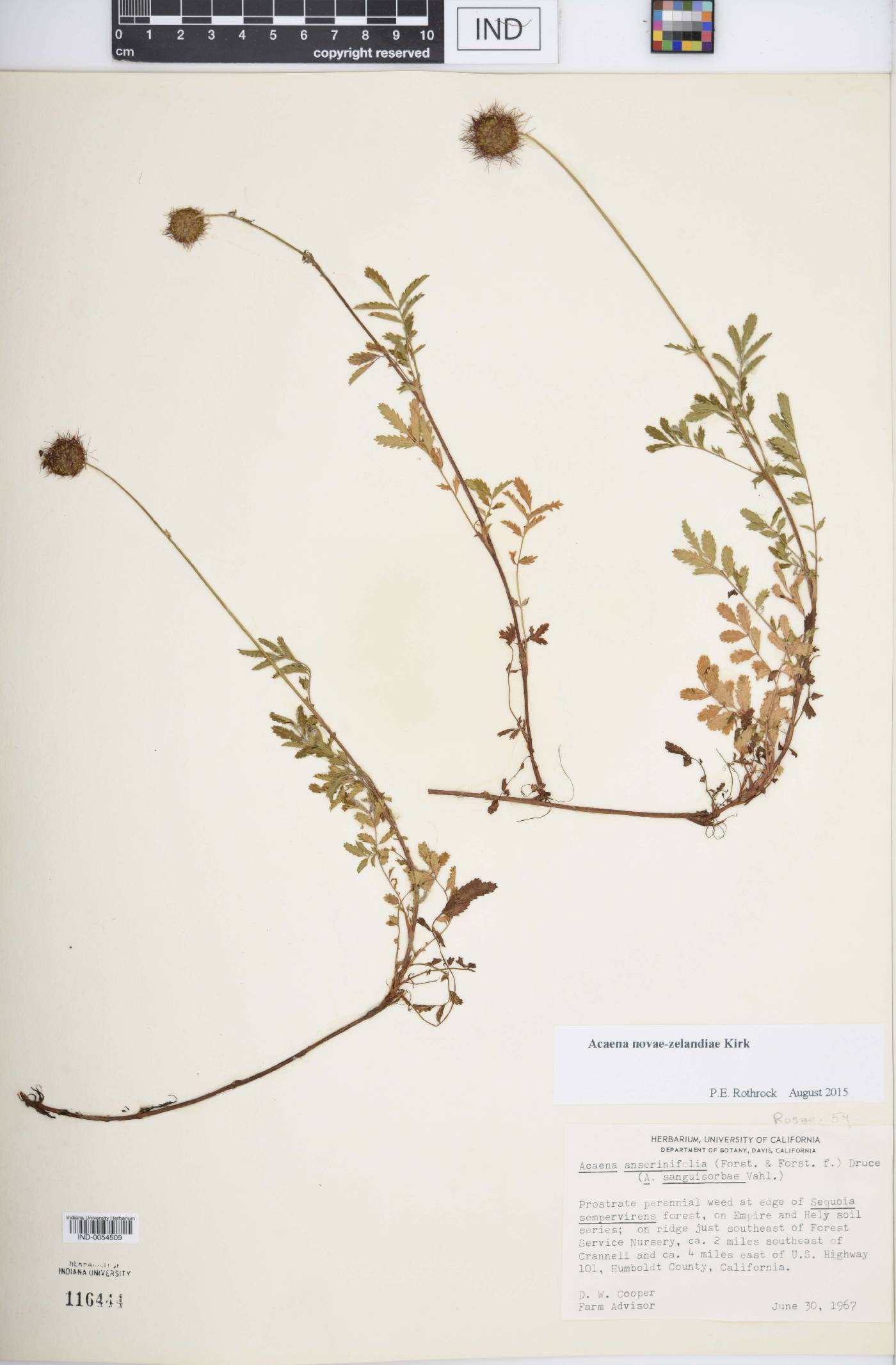 Acaena novae-zelandiae image