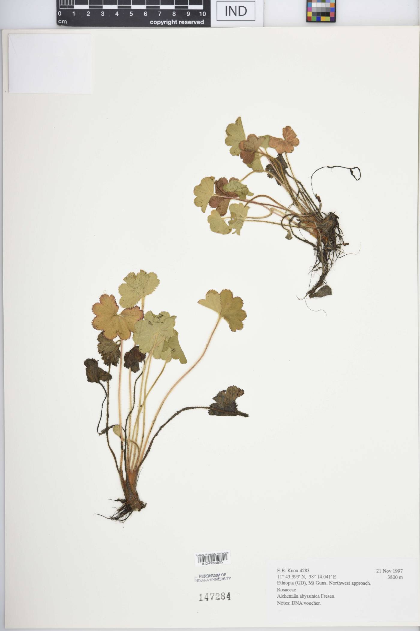 Alchemilla abyssinica image