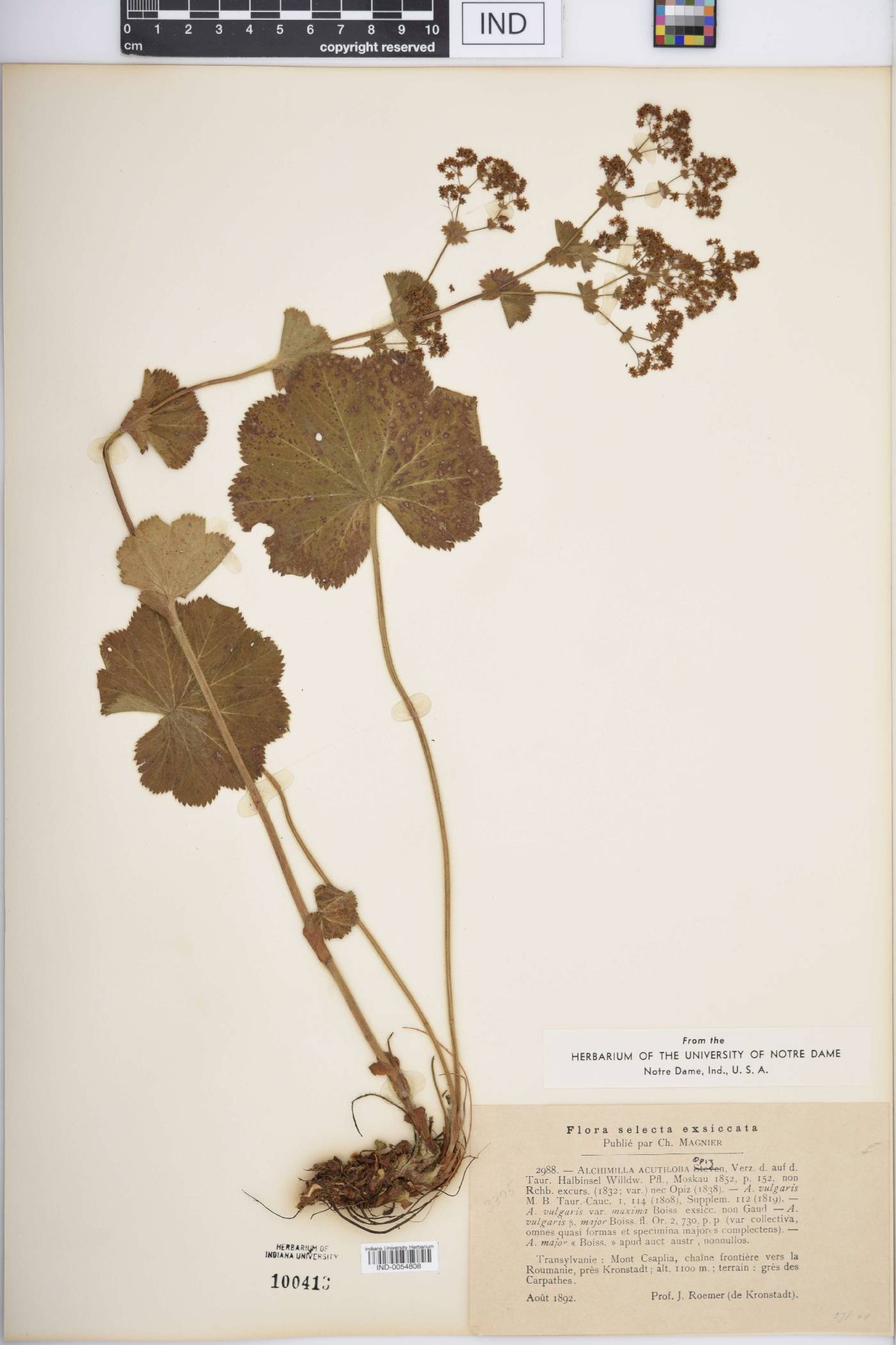 Alchemilla acutiloba image